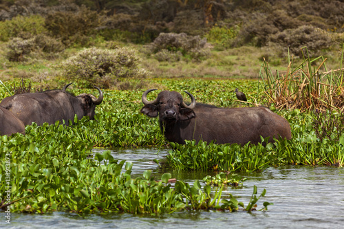 Buffalo in water eat a grass  a safari is Africa