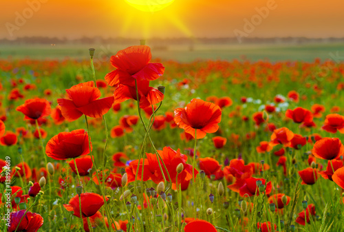 sunset over poppy meadow