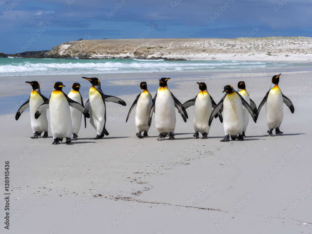 Naklejka premium King penguin, Aptenodytes patagonica, Volunteer Point, Falklands / Malvinas