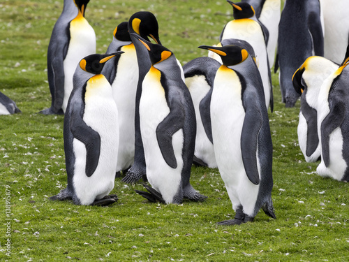 King penguin  Aptenodytes patagonica  Volunteer Point  Falklands   Malvinas