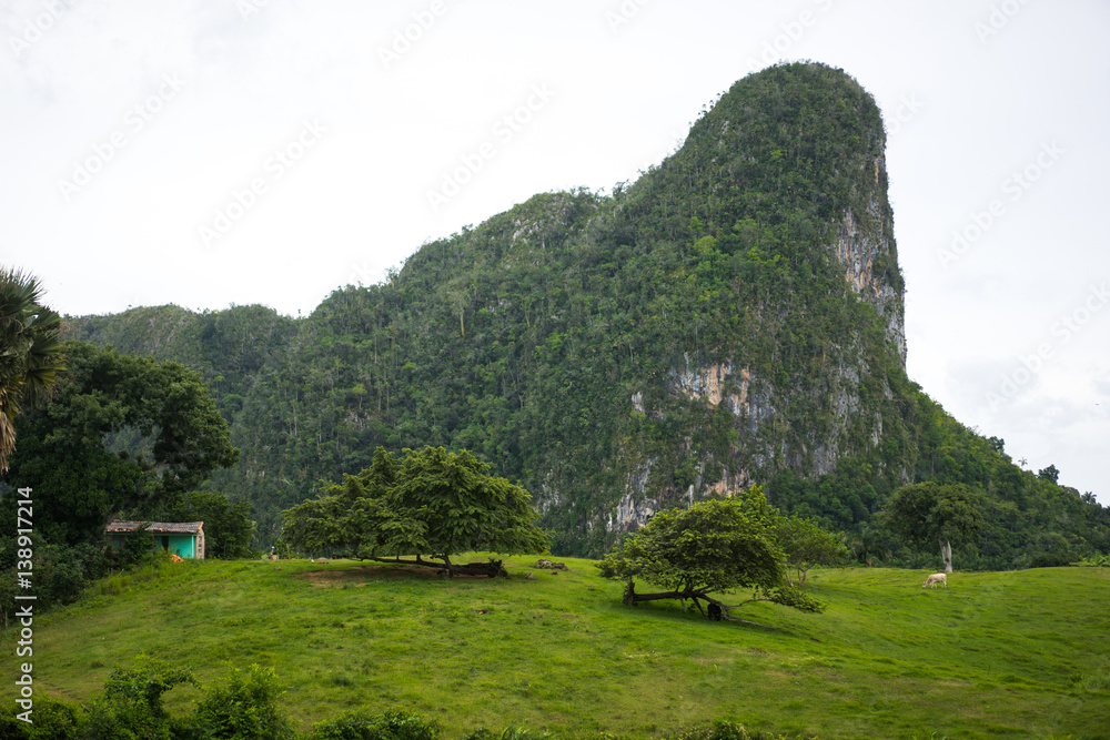Panoramic view to the green valley of tropical forest in jungle with huge rock wall