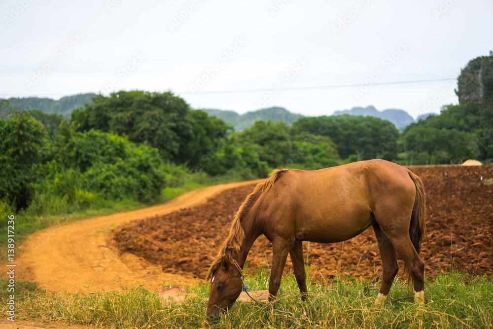 Horse is grazing near the local village road next to a pasture in mountains area Horse is grazing near the local village road next to a pasture in mountains area