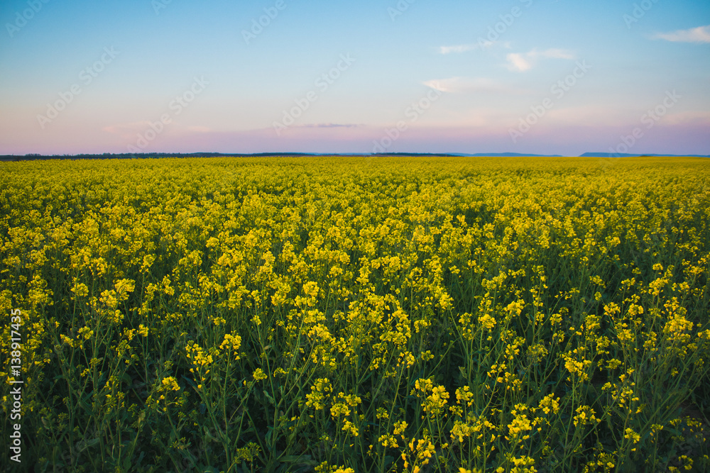 Cloud over the rape field, sunset over yellow rape field Cloud over the rape field, sunset over yellow rape field