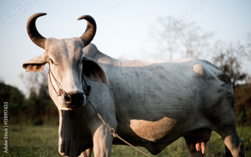 Thailand Cow
