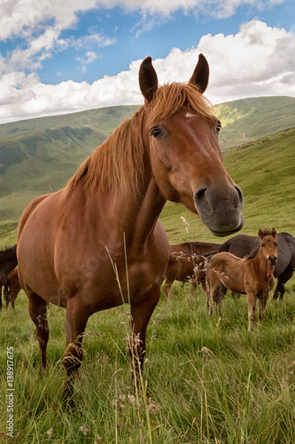 Horse grazing on the mountain meadow