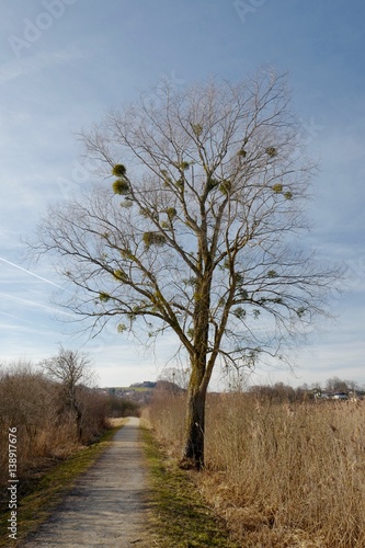 Misteln in winterkahlem Laubbaum am Weg photo