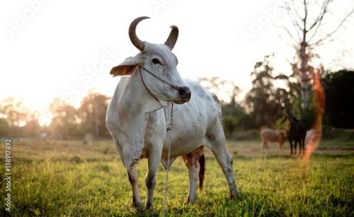 Thailand Cow