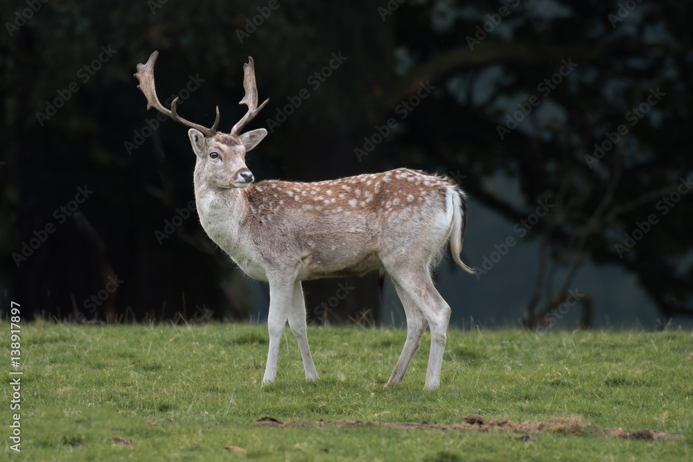 Fototapeta premium A young fallow deer stag standing on grass with a dark forest in the background sideways profile angle and looking slightly back.