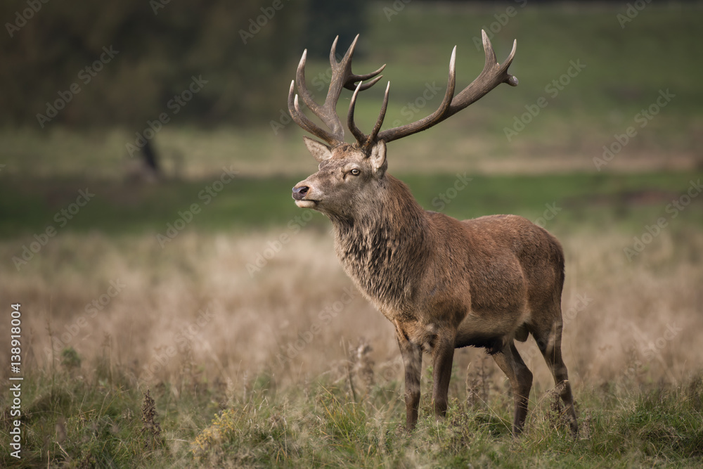 A full length portrait of a solitary red deer stag standing in open grassland