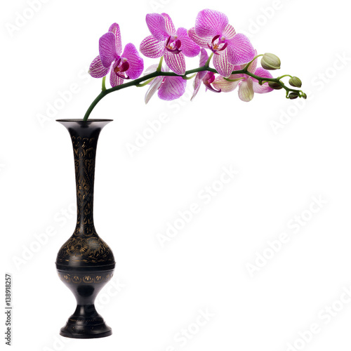 Fototapeta Naklejka Na Ścianę i Meble -  pink orchid flowers in black vase