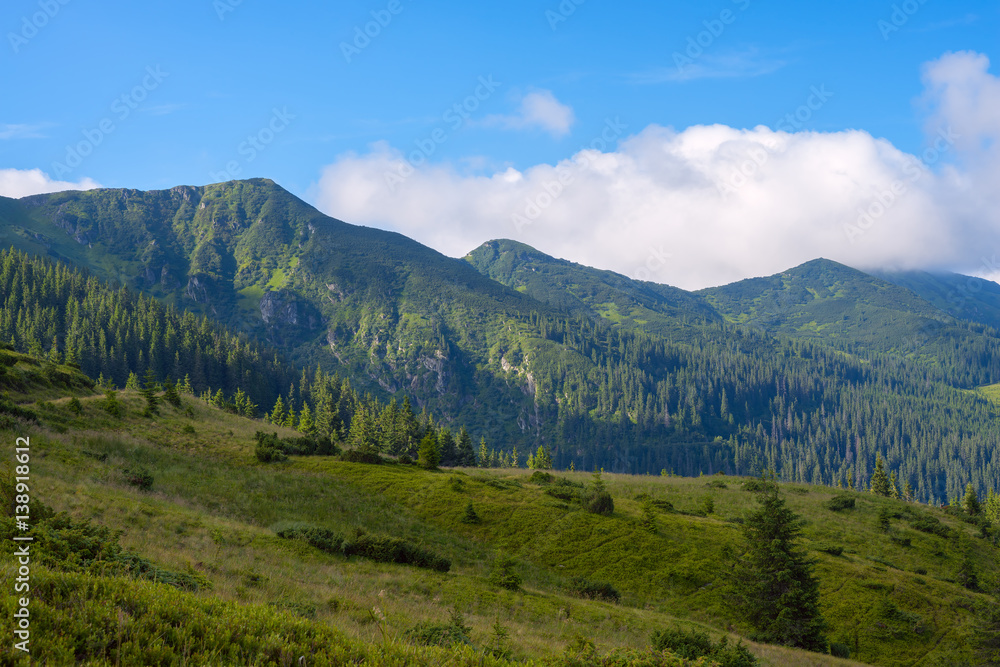 Green ridge covered with spruces forest on the background of floating clouds