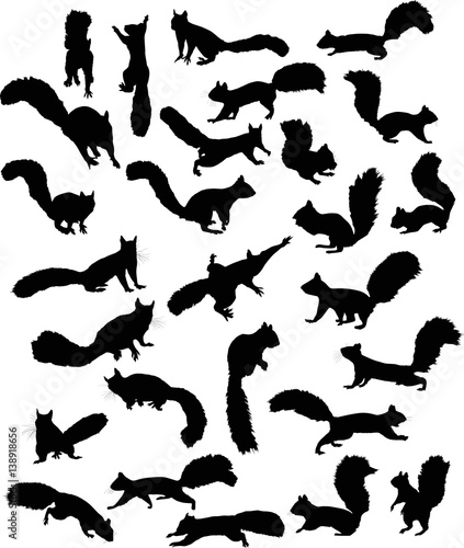 twenty seven squirrels isolated on white