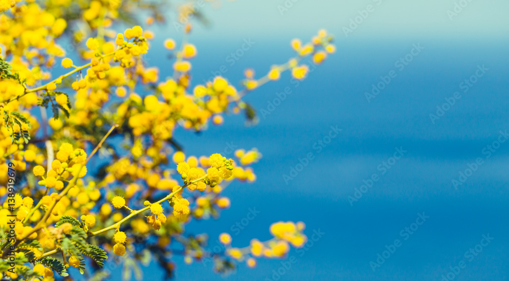 Mimosa branch with yellow flowers Mimosa branch with yellow flowers
