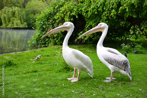 Pelicans and squirrel in nature.