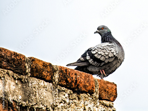A domestic homing pigeon sitting/perching on rusted brick wall