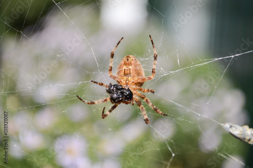 spider sits on the web and eating their prey