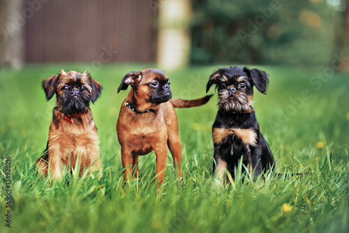 three belgian griffon puppies posing outdoors photo