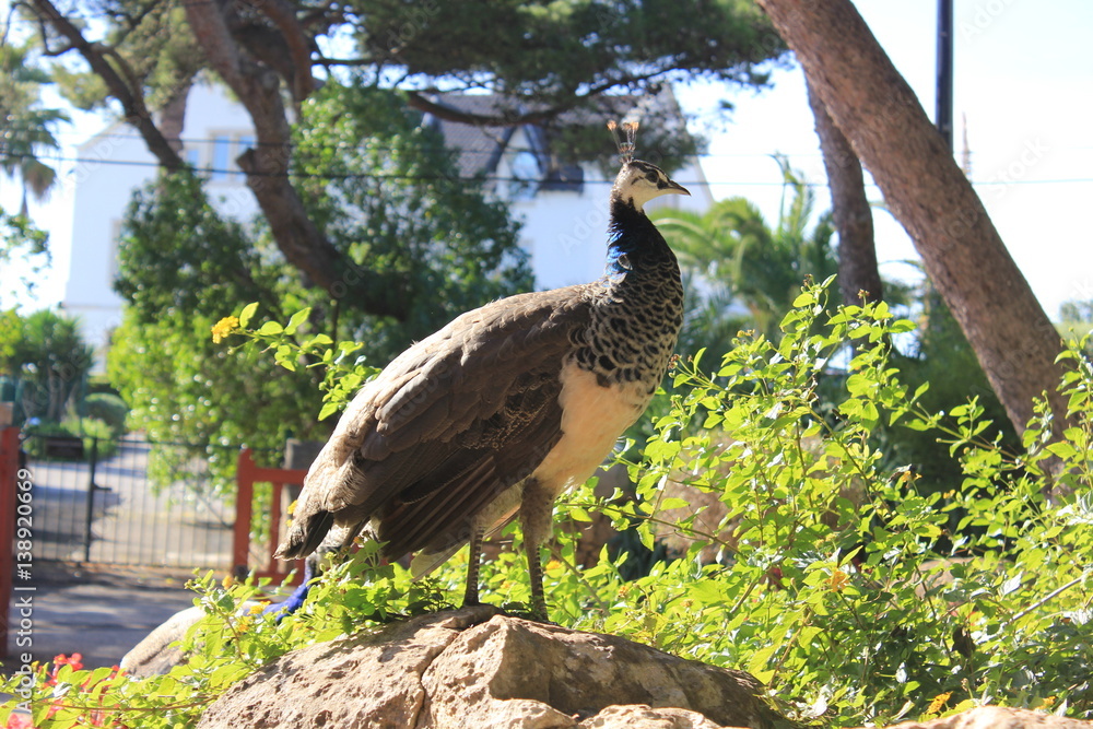 Fototapeta premium Peacock in nature