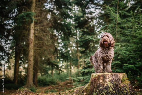 dog stood on log in forrest  photo