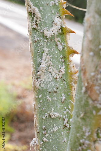 Palm leaves densely covered with scale insects. Mealy mealybug. photo