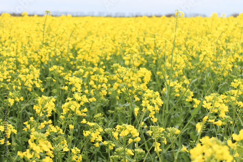 a field of yellow flowers. © pashigorov
