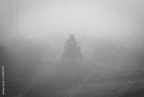 horses and fog