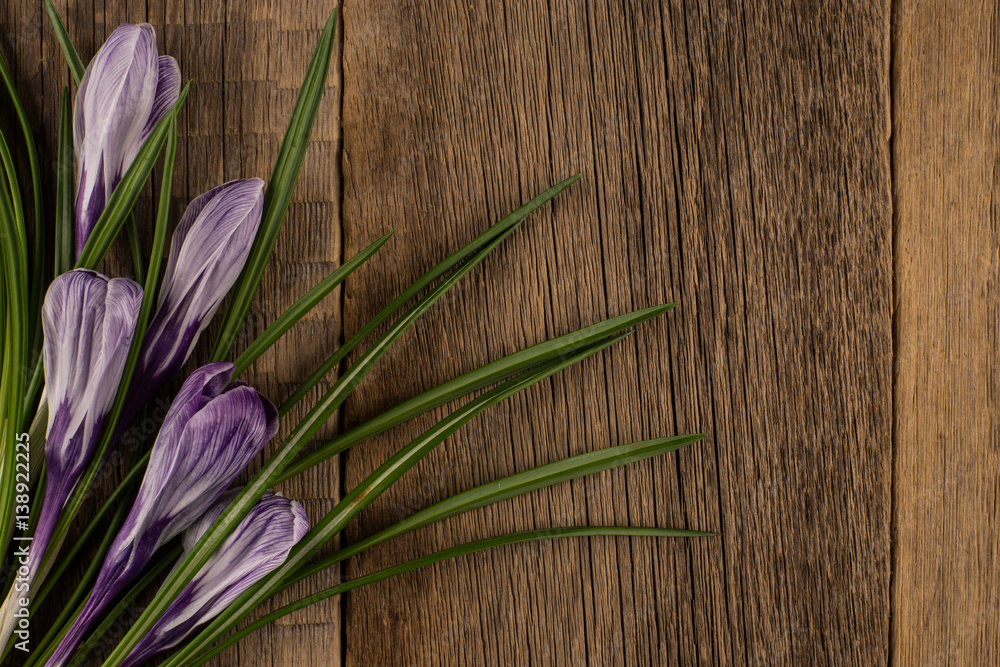 Spring crocus on wooden background Spring crocus on wooden background