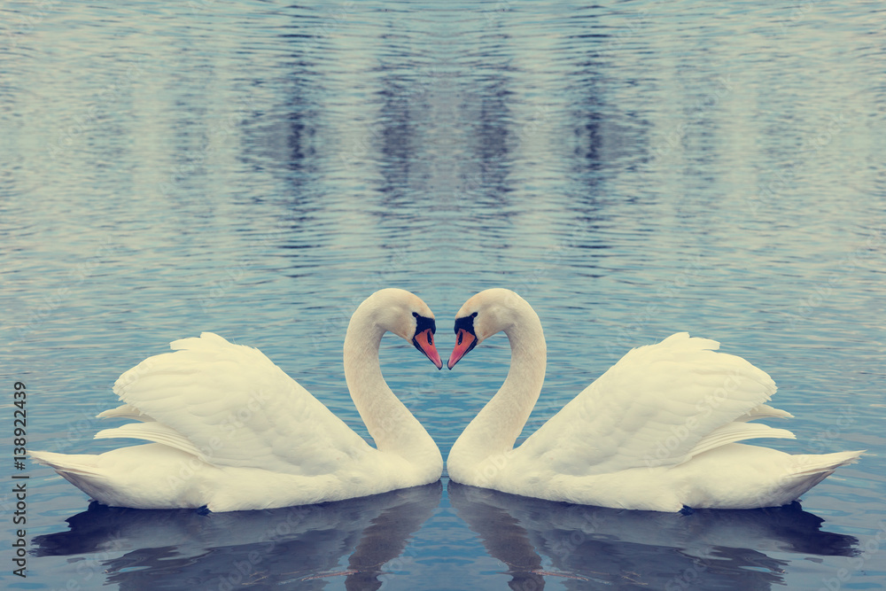 Fototapeta premium Swans Making A Heart