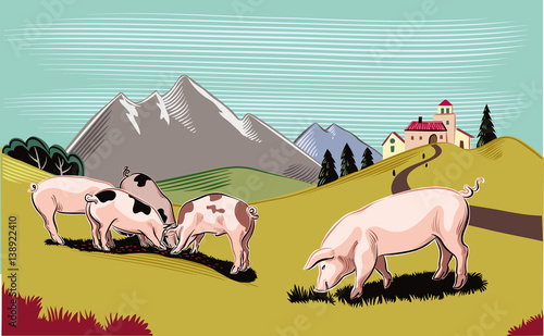 Pigs in a mountain meadow, intent to eat.