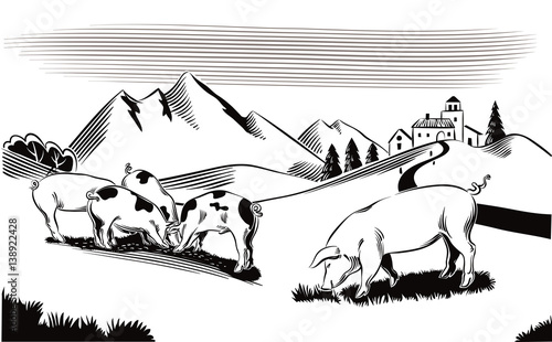 Pigs in a mountain meadow, intent to eat.