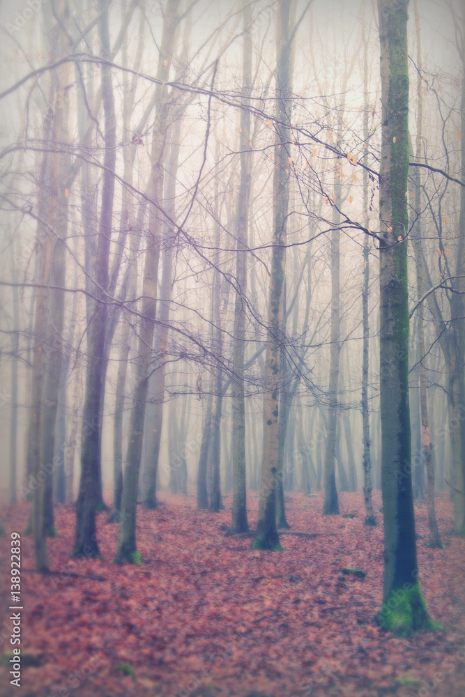 English woodland on a foggy misty morning English woodland on a foggy misty morning