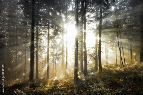 Fototapeta Naklejka Na Ścianę i Meble -  Fantasy firefly lights in the magical sunlight fairy tale foggy forest.
