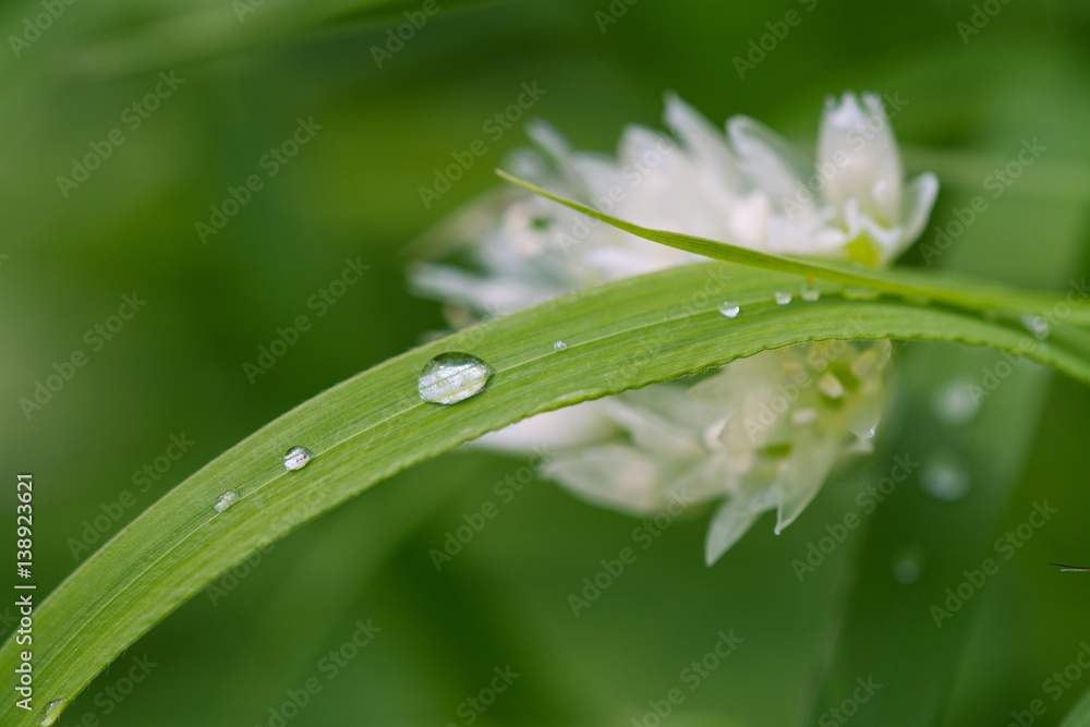 Obraz premium Morning dew on the grass in the spring awakening nature