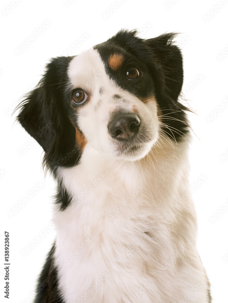 miniature american shepherd miniature american shepherd
