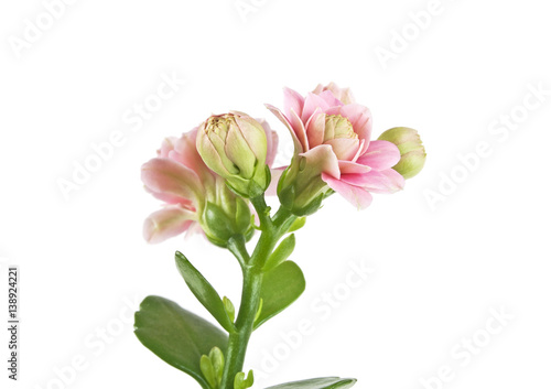 Kalanchoe flowers isolated on a white background