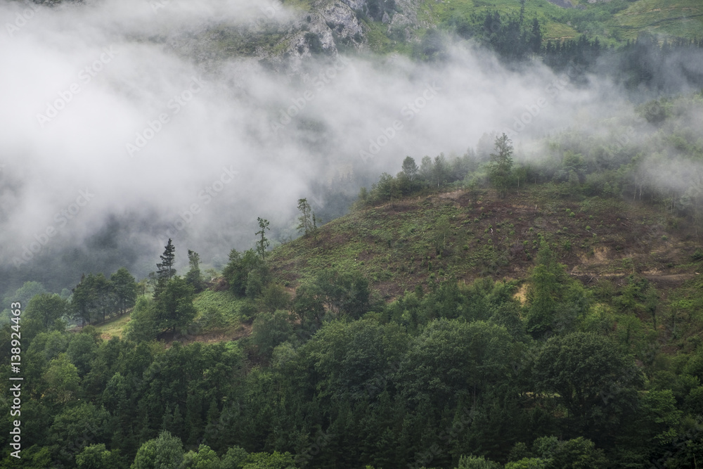 Deforestation in the forest of Basque Country Spain