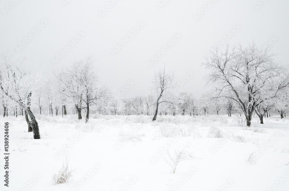 winter landscape