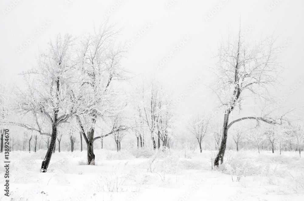 Fototapeta premium winter landscape