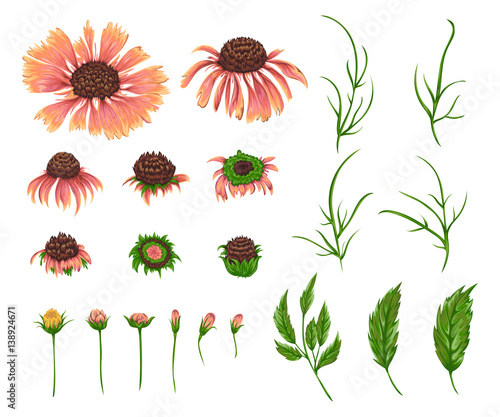 Fototapeta Naklejka Na Ścianę i Meble -  Chamomile flowers, leaves and buds set. Rustic floral design elements for wedding invitations and birthday cards. Vintage vector illustration in watercolor style.