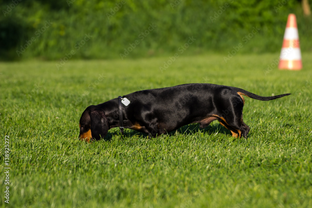 Dackel auf der Wiese