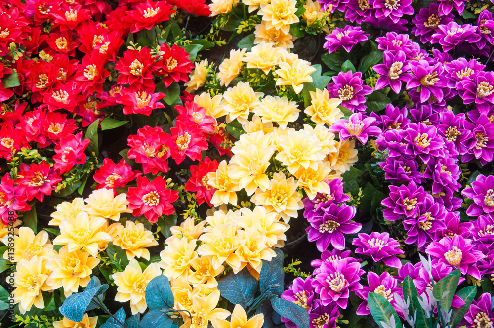 Fototapeta premium Colorful red yellow purple flowers for background.