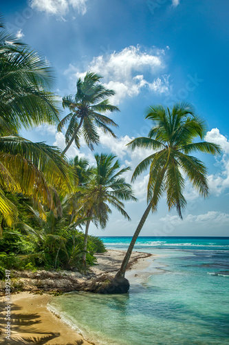 Beach with coconut palm,  uninhabited tropical island © anna_shepulova