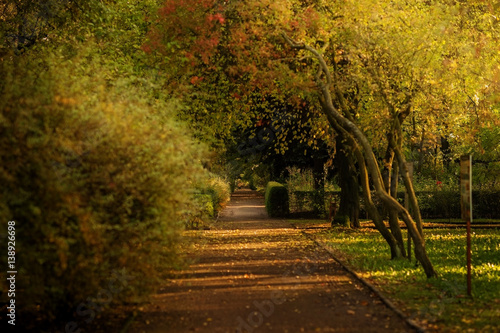 A footpath among the trees in autumn Park.