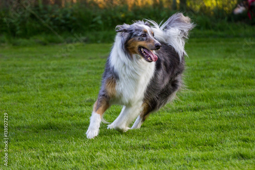 Obraz na płótnie Australian Shepherd rennt auf der Wiese