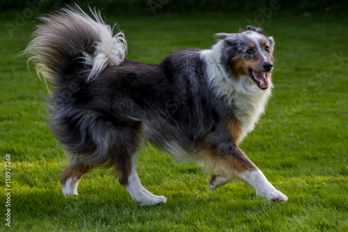 Australian Shepherd rennt auf der Wiese