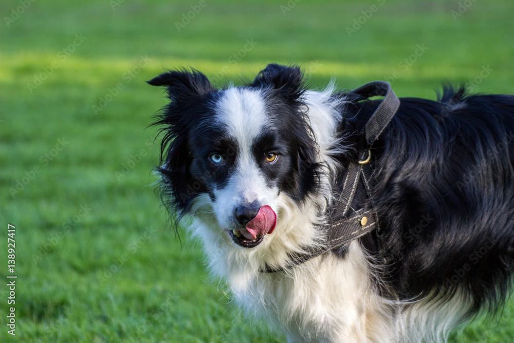 Border Collie schaut mit rechtem blauem und linken braunen Auge Border Collie schaut mit rechtem blauem und linken braunen Auge