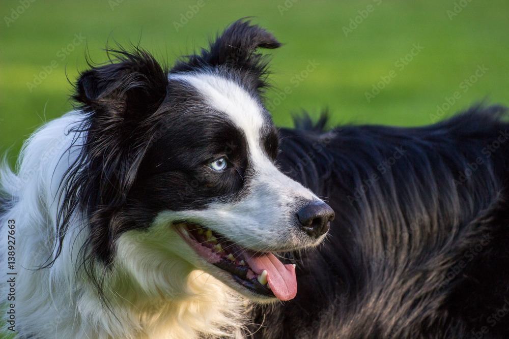 Border Collie schaut nach Rechts