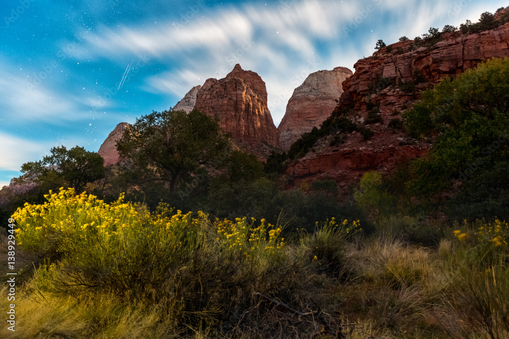Zion National Park with plant on the foreground at sunset, USA