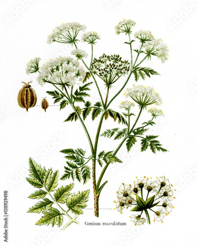 Poison hemlock (Conium maculatum) (from Meyers Lexikon, 1895, 7/568/569) photo