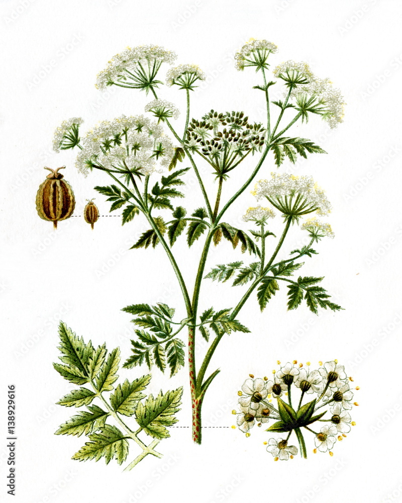Poison hemlock (Conium maculatum) (from Meyers Lexikon, 1895, 7/568/569)